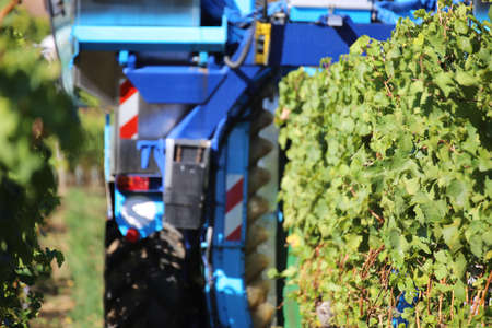 Vintage or grape harvest with harvesterの写真素材