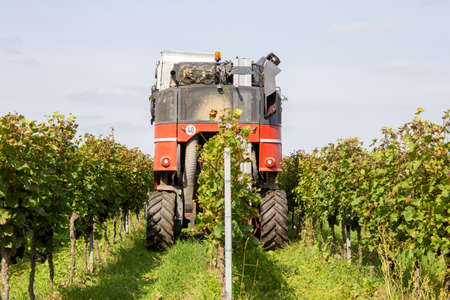 Grape harvest of red wine grapes (Germany)の写真素材