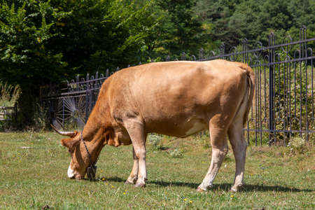 Cow grazing in Paltinis, Transylvania (Romania)の写真素材