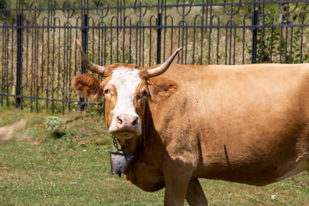 Cow grazing in Paltinis, Transylvania (Romania)の写真素材