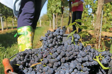 Grape harvest: Hand harvest of Pinot Noir and Pinot Gris grapes