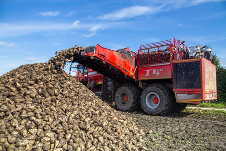 Sugar beet harvest in the Palatinate, Germany (Ludwigshafen, Germany, September 27, 2021)のeditorial素材