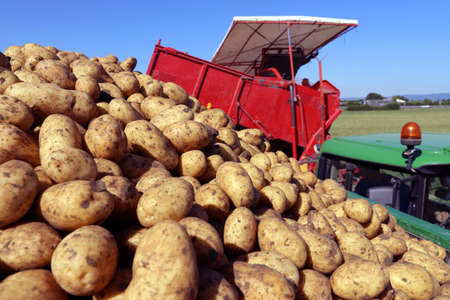 Agricultural potato lifting with a harvester (Mutterstadt, Rhineland-Palatinate)の写真素材