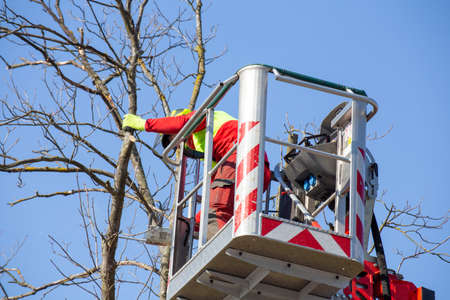 Man on the working platform pruning treesの写真素材