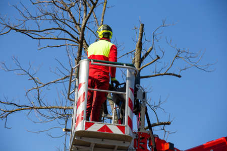 Man on the working platform pruning treesの写真素材