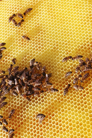 Close-up of a honeycomb with beesの写真素材