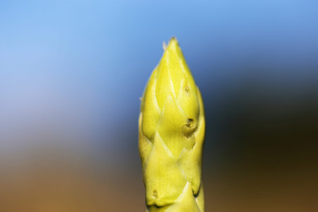 Close up of green asparagus on the field