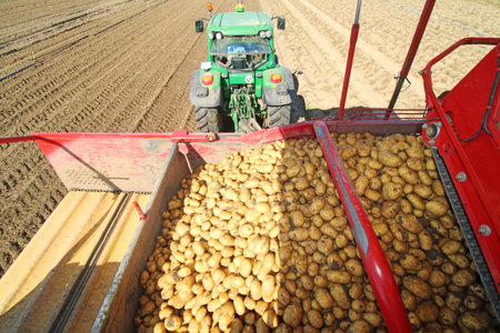 Agricultural potato harvest (editorial use only), Mutterstadt Germany, June 22, 2020)のeditorial素材
