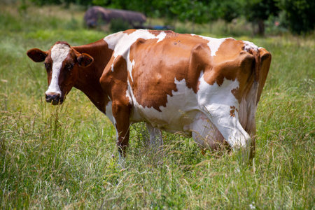 Dairy cows (Simmental) grazing in the Palatinate region, Germany