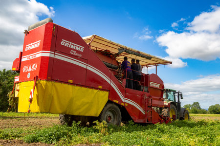 Agricultural harvest of industrial potatoes in the Palatinate region. Unlike table potatoes, these...