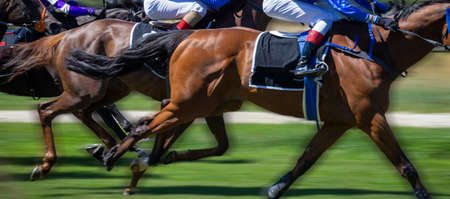 Icon image: Horse racing (gallop)の写真素材