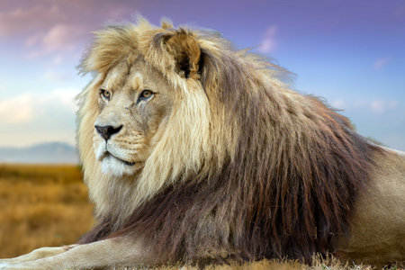 Symbol image Lion in the wild (Composing)の写真素材