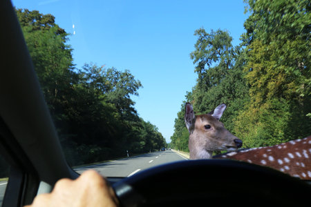 Symbol image: Be aware of deer crossingの写真素材