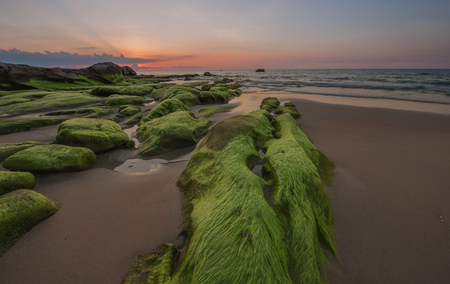 super green moss at Kudat Sabah Borneoの写真素材