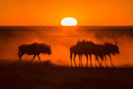 Sunrise in Etosha, Namibia with a herd of Wildebeest in the foregroundの写真素材