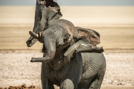 An elephant taking a mudbath in Etosha, Namibiaの写真素材