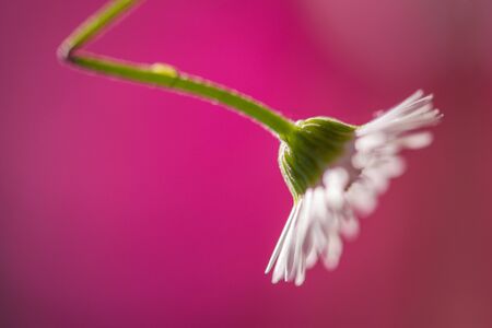 A delicate white flower photographed at sunset against a striking pink background.の写真素材