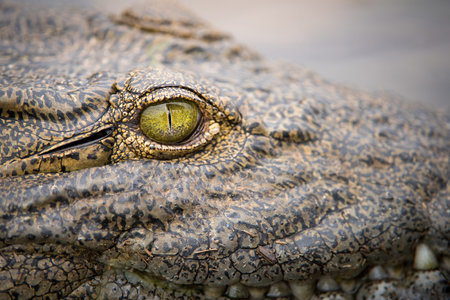 A close up detailed portrait of a crocodile's eye on the Chobe River in Botswana.