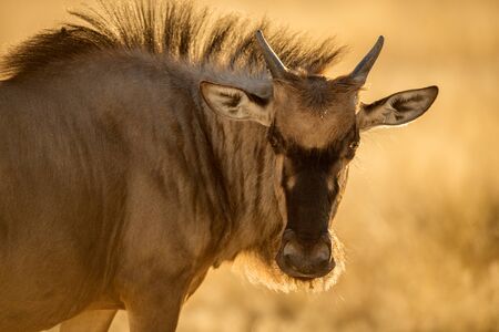 A close up portrait at sunrise, of a young wildebeest staring at the cameraの写真素材