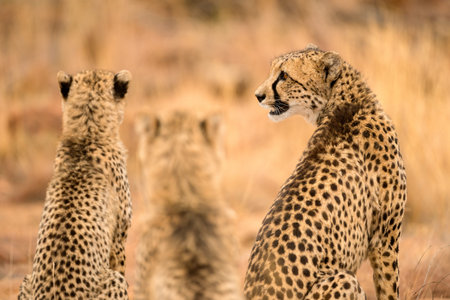 A close up photograph of a family of three cheetahs sitting side by side, taken at the Welgevonden...