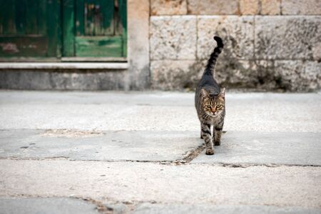 A beautiful photograph of a stray cat walking towards the camera in Vis, Croatia.の写真素材
