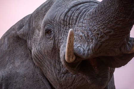 A beautiful close up portrait of an elephant's eye, mouth, tusk and trunk taken after sunset in the...