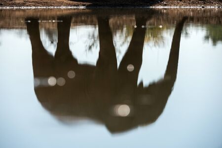 An abstract close up photograph of a large elephant bull's reflection of the water surface of a water hole in the Madikwe Game Reserve, South Africa.の写真素材
