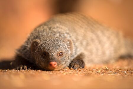 A close up portrait of a banded Mongoose lying on the ground looking straight at the camera at sunset, taken in the Madikwe Game Reserve, South Africa.の素材 [FY310142555866]