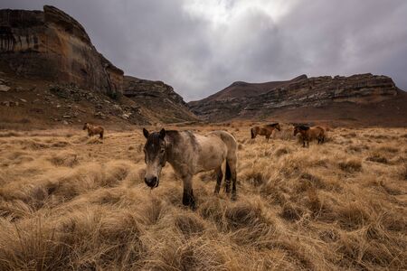 A wide angle mountain landscape of horses grazing on long grass, taken on a stormy overcast day in the Golden gate National Park, Clarens.の写真素材