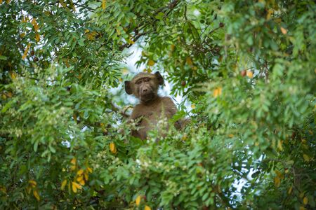 A cute photograph of a baby baboon peering through the green leaves of a tree, looking directly at the camera, taken in the Pafuri Concession of the Kruger National Park.の写真素材