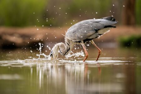 A close up portrait of a Grey heron fishing in a waterhole, with its head breaking the water surface with, taken in the Madikwe game Reserve, South Africa.の写真素材