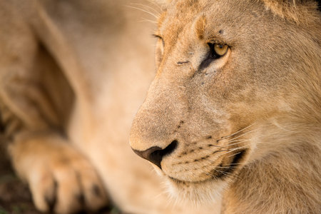 A detailed close up portrait of a young male lion looking away from the camera at the Madikwe Game...