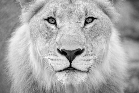A detailed black and white close up of a young male lion looking directly into the camera at the Madikwe Game Reserve, South Africa.の写真素材
