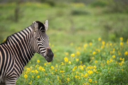 A beautiful headshot of a zebra standing in green grass, with yellow flowers as the background, taken in the Madikwe Game Reserve, South Africa.の写真素材