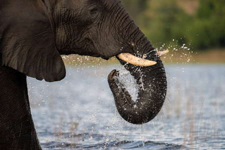 A close up portrait of an elephant's head and tusks, while splashing water out of the trunk, taken...