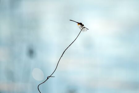 A beautiful close up photograph of a silhouetted dragonfly sitting on a delicate twig that emerges from the Chobe River in Botswana.の写真素材