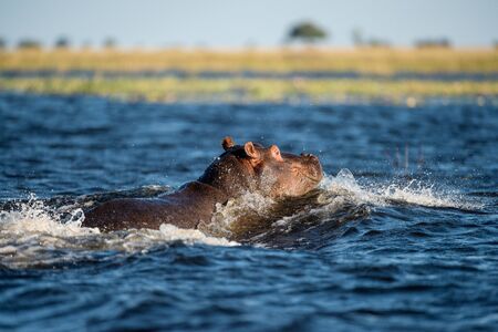 A detailed action photograph of a hippo jumping out of the water and creating a huge splash, taken on the Chobe River, Botswana.の写真素材