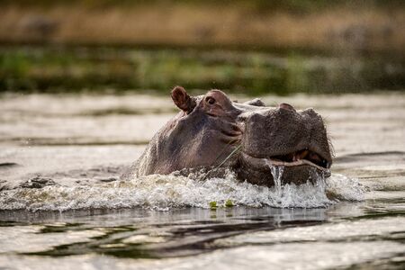 A close up portrait of a big hippo breaching the water surface of the Chobe River in Botswana, taken at sunsetの写真素材