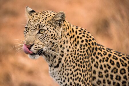 A beautiful close up portrait of a female leopard, with her pink tongue licking her face, taken in the Madikwe game Reserve, South Africa.の写真素材