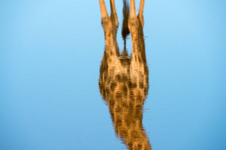 An abstarct close up of the torso of a giraffe reflecting in the deep blue water surface of a waterhole, in the Madikwe Game Reserve, South Africa.の写真素材
