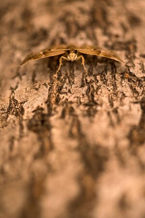 A vertical close up macro photograph of a brown moth sitting on the branch of an ancient Baobab tree, taken in the Pafuri concession of the Kruger National Park, South Africa.の写真素材