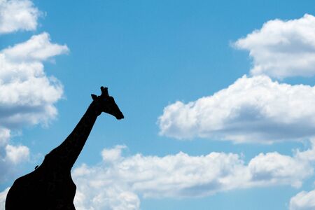 A beautiful abstract photograph of a walking giraffe silhouetted on the horizon against a deep blue sky and framed with white puffy clouds, taken in the Madikwe Game Reserve, South Africa.の写真素材