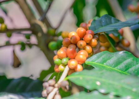 Close-up of coffee beans fruit on tree in plantations.Close Up Coffee beans are ripe, harvested, branches of Arabica coffee plants in Chiangmai province, Northern Thailand.の写真素材