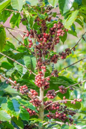Close-up of coffee beans fruit on tree in plantations.Close Up Coffee beans are ripe, harvested, branches of Arabica coffee plants in Chiangmai province, Northern Thailand.の写真素材