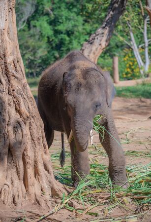 Baby elephants raised by villagers in Thailand.の写真素材