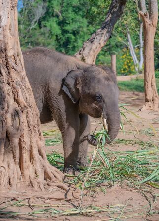 Baby elephants raised by villagers in Thailand.の写真素材