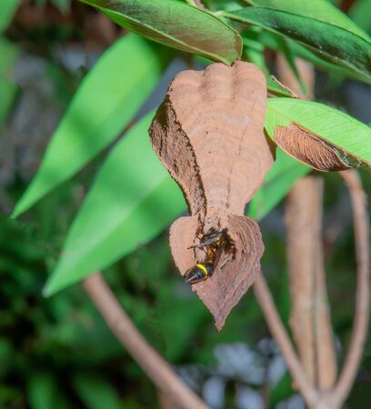 Closeup photo of the hornet's nest, built from clay Many colors hanging on the branches.の写真素材