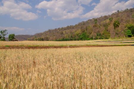 Barley fields on the golden-yellow farm are beautiful and awaiting seasonal harvesting. Food concept.の写真素材