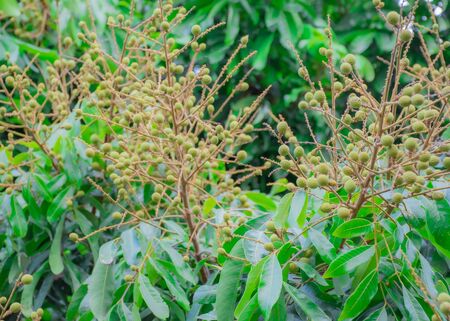 Longan fruit is one of the fruit that has a sweet taste and has good business value.の写真素材