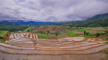 Rice fields in Thailand. Landscape rice field in Pa Pong Piang Mae Chaem, Chiang Mai Thailand.の写真素材